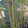 Phyllostachys aurea